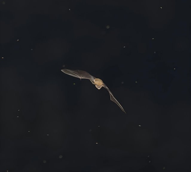 echobridge night wing code