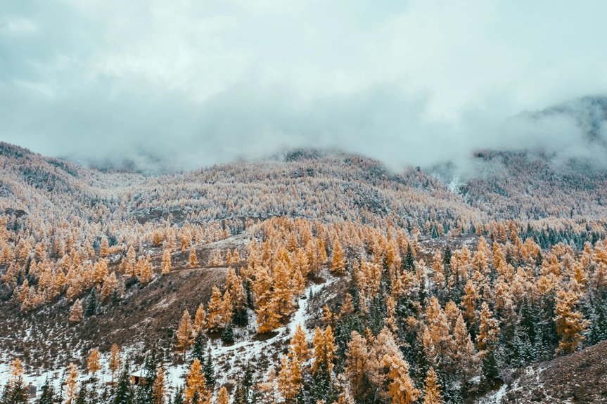 golden pine arc location