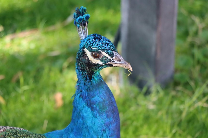 sundial crest echo location