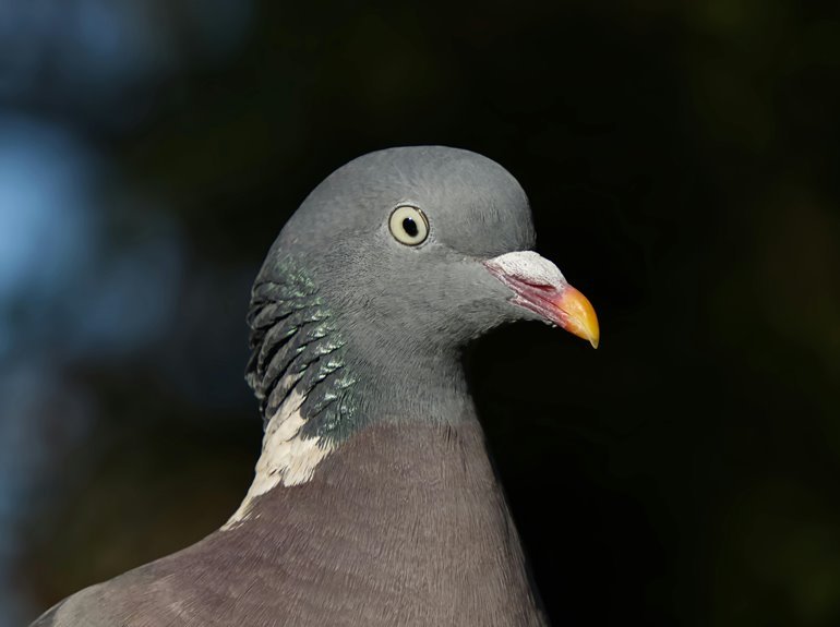 toll free contact information provided